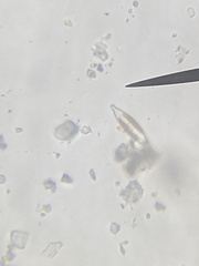 Naviculales