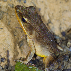Lithobates warszewitschii