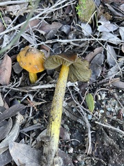 Hygrocybe singeri