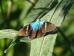 Astraptes fulgerator azul