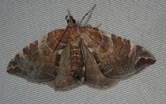 Eulithis molliculata