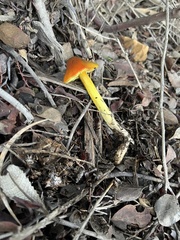 Hygrocybe singeri