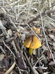 Hygrocybe singeri