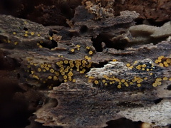 Arachnopeziza trabinelloides