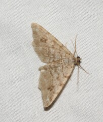 Macaria signaria