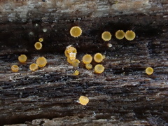 Arachnopeziza trabinelloides