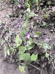 Salvia carnea