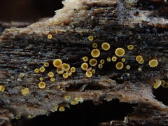 Arachnopeziza trabinelloides