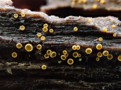 Arachnopeziza trabinelloides