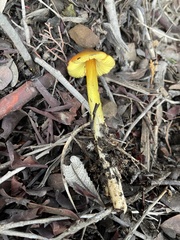 Hygrocybe singeri