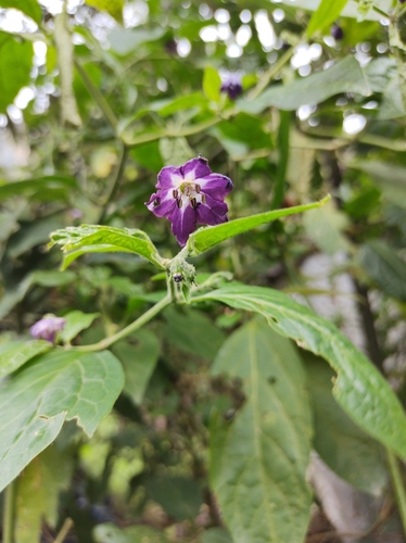 Foto de Pimenta dedo de moça