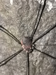 Leiobunum blackwalli