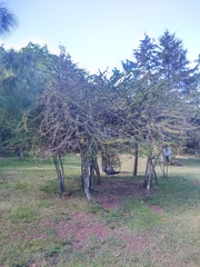 Crataegus mexicana