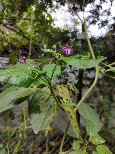 Foto de Pimenta dedo de moça