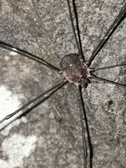 Leiobunum blackwalli