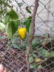 © Lucas Carbone, some rights reserved (CC-BY-NC)