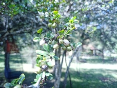 Crataegus mexicana