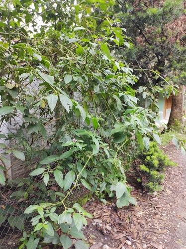 Foto de Pimenta dedo de moça