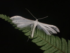 Pterophorus monospilalis