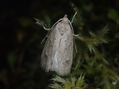 Agriophara colligatella