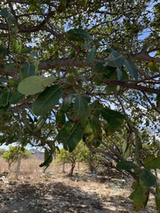 Ficus cotinifolia