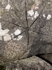 Leiobunum blackwalli