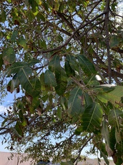 Ficus cotinifolia