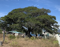 Ficus cotinifolia