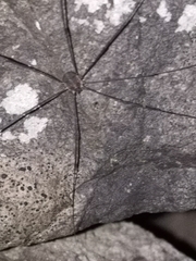 Leiobunum blackwalli