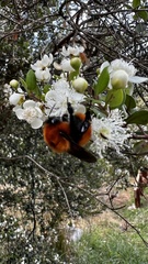 Bombus dahlbomii