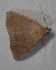 Zanclognatha protumnusalis