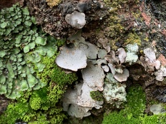 Dermatocarpon miniatum