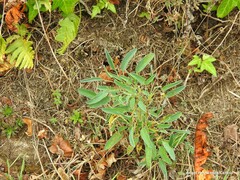 Anthyllis vulneraria