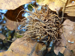 Andricus caputmedusae