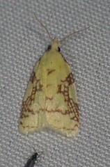 Cenopis niveana