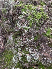 Dermatocarpon miniatum