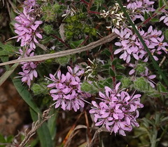 Agathosma ciliaris