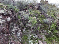 Dermatocarpon miniatum