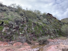 Dermatocarpon miniatum