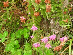 Trifolium pratense