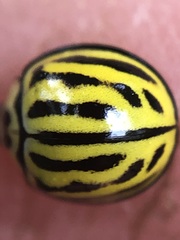 Phrynocaria gratiosa