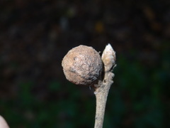 Andricus infectorius