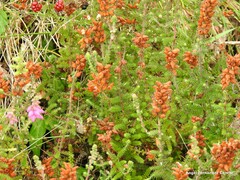Erica ciliaris