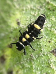 Phrynocaria gratiosa