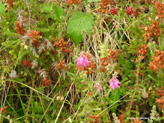 Erica ciliaris