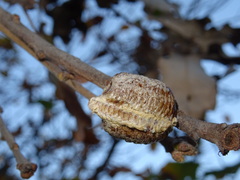 Hierodula transcaucasica