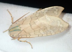 Halysidota tessellaris