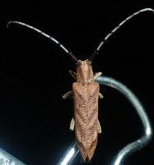 Saperda obliqua