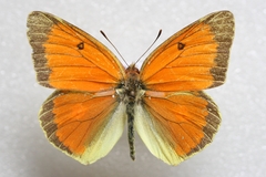 Colias heos