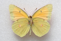 Colias heos